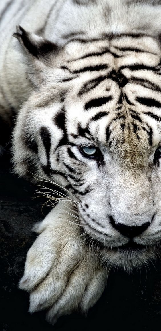 The white tiger at rest, ice-blue gaze